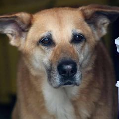 Chinook All Grown Up from Forever Greene Chinooks