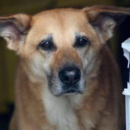 Chinook All Grown Up from Forever Greene Chinooks