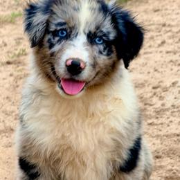 Luxe - Blue merle female Australian Shepherd puppy in Mineral Wells, Texas from A6 Australian Shepards