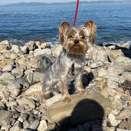 Blake - Yorkshire Terrier