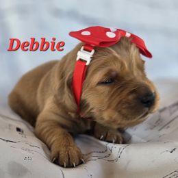 Red - Dark golden female Golden Retriever puppy in Taft, Tennessee from McGraw's Fetching Pups