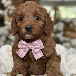 Francesca - white collar female - Red  female Goldendoodle puppy in Yuciapa, California from AlltheDoodlez_