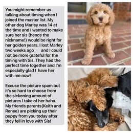 Australian Labradoodle Puppies from Berrybrook Doodles