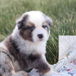 AKC Spruce - Blue merle male Australian Shepherd puppy in Zeeland, Michigan from Apple Ridge AKC Aussies