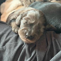 Granite Boy - Dapple male Dachshund puppy in Rutherfordton, North Carolina from Ziva's Friends