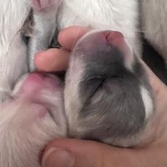 Blue Girl 1 - Colorado Mountain Dog puppy from Stormy Heights Homestead