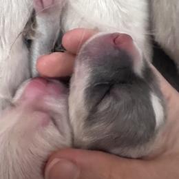 Blue Girl 1 - Colorado Mountain Dog puppy from Stormy Heights Homestead
