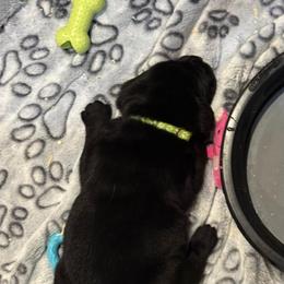 Ivan (Tentatively Bobby) - Black male Labrador Retriever puppy in Greensburg, Kentucky from Paws Farm Retrievers