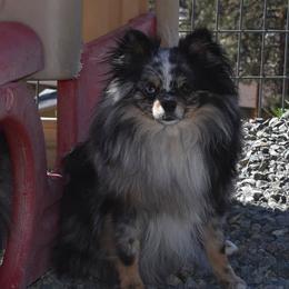 Jasmine - Pomeranian