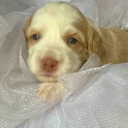 Veil - Caramel cream female Australian Labradoodle puppy in Dawson, Georgia from Still Pond Australian Labradoodles