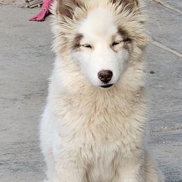 Siberian Huskies from Anime Huskies