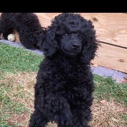 Poodle Puppies from Dauntless Poodles