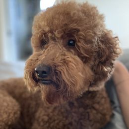 Swayze - Goldendoodle