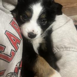 Miniature Australian Shepherd Puppies from Magnolia Aussies