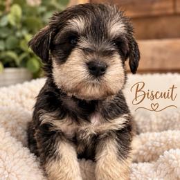 Biscuit - Salt and pepper male Miniature Schnauzer puppy in Hull, Georgia from Ardent Miniature Schnauzers of Athens