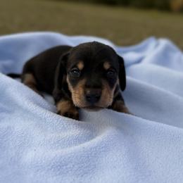 Cody Johnson - Black and tan male Dachshund puppy in Bradenton, Florida from Winsor Family Dachshunds