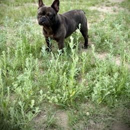 Princess - Brindle female French Bulldog puppy in Denver, Colorado from Denver Rottweilers