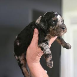 Coral - Merle female Bernedoodle puppy in Mc Gaheysville, Virginia from Doting Doodles