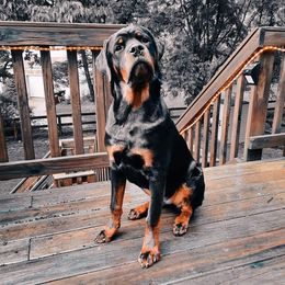 Rottweiler Puppies from Von Alley Rottweilers