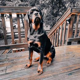 Rottweiler Puppies from Von Alley Rottweilers
