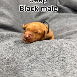 Black - Golden male Golden Retriever puppy in Salt Lake City, Utah from Soaring golden retrievers