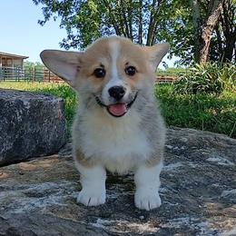 Glacier - Red male Pembroke Welsh Corgi puppy in Redfield, Kansas from Owenby's Corgi's