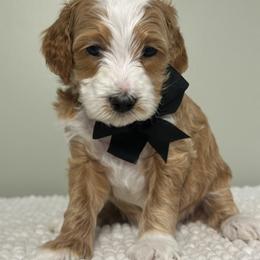 Yeti - Red  male Goldendoodle puppy in Florence, South Carolina from Candy Doodles