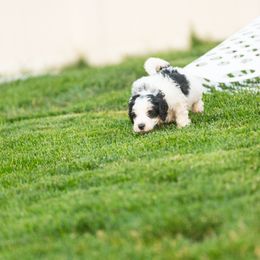 Bernedoodle and Goldendoodle Puppies from Sunnydoodle Utah
