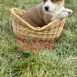 Pembroke Welsh Corgi Puppies from Country Rubys