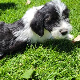 Carol - Black and white female Assorted Doodle Crosses puppy in Blackfoot, Idaho from Lucky Pup Meadows