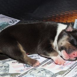 Barroco - Black tri-color male American Bully puppy in Orlinda, Tennessee from SimplyBullies
