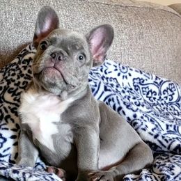 French Bulldog Puppies from Charles Frenchies
