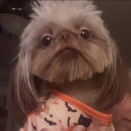 Shih Tzu All Grown Up from Charming Southern Shih Tzu