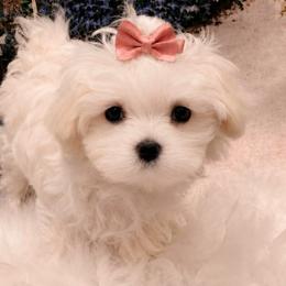 Teacup London - White female Maltese puppy in North Myrtle Beach, South Carolina from Perfect Puppies