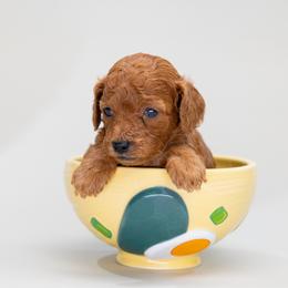 Peach - Red  female Poodle puppy in Weston, Florida from Miami Toy Poodles