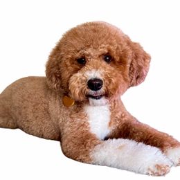 Stella - Goldendoodle