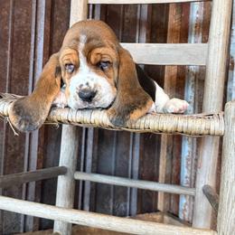 Green - Black brown and white male Basset Hound puppy in Pavo, Georgia from Southern Oaks Kennel