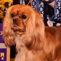 Cavalier King Charles Spaniels from Karen Spencer