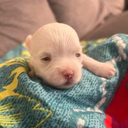 Ziggy - White male Maltese puppy in Hephzibah ( Richmond County ), Georgia from Healing Pawz LLC