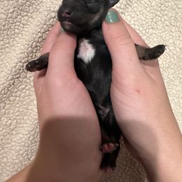 Eve - Black and silver female Miniature Schnauzer puppy in Crestview, Florida from 850Schnauzers