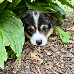 Pembroke Welsh Corgi Puppies from Trowbridge Corgis
