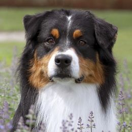 Presto - Australian Shepherd