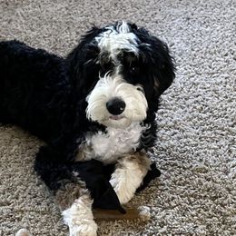 Aussiedoodles, Bernedoodles, Cavapoos, Goldendoodles, and Yorkipoos from Fisher River Doodle's