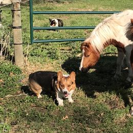 Finnigan - Pembroke Welsh Corgi