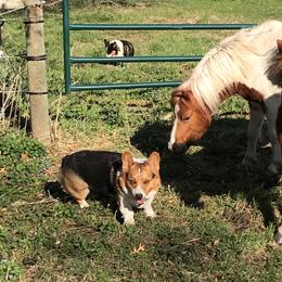Finnigan - Pembroke Welsh Corgi