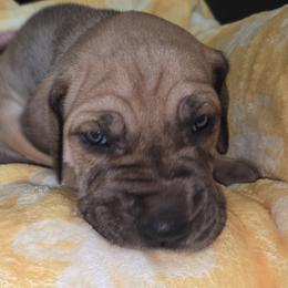Stout - Fawn male Great Dane puppy in Albany, Oregon from Red Cloud Australian Shepherds and DeGray Great Danes & Bulldogs