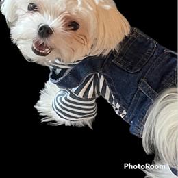 Cavapoo, Cockapoo, Maltese, and Poodle Puppies from Clearview Canines