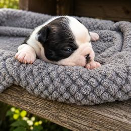 Gucci - Black brindle and white female Boston Terrier puppy in Portland, Indiana from 8 Bar M Ranch LLC.