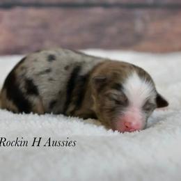 Colby - Blue merle male Toy Australian Shepherd puppy in Russellville, Arkansas from Rockin H Aussies