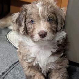Ginger - Red merle female Aussiedoodle puppy in New Durham, New Hampshire from Ridgeview Aussiedoodles